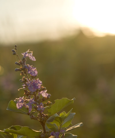 夕焼けに輝く花