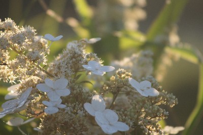 朝日に輝く花