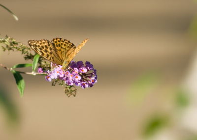 ヒョウモンチョウ