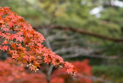 赤く染まった紅葉