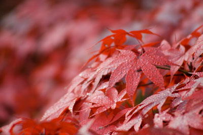 露に染まる紅葉