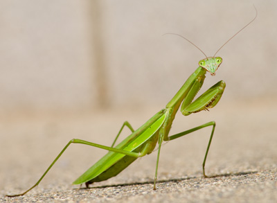 カマキリ