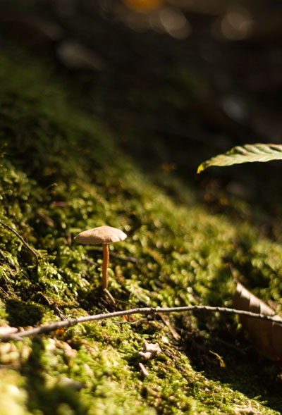 苔の中のキノコ