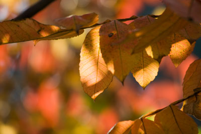 紅葉がひかる