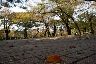 秋の高田公園