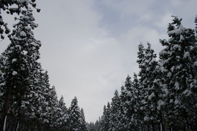 杉並木に雪の景色