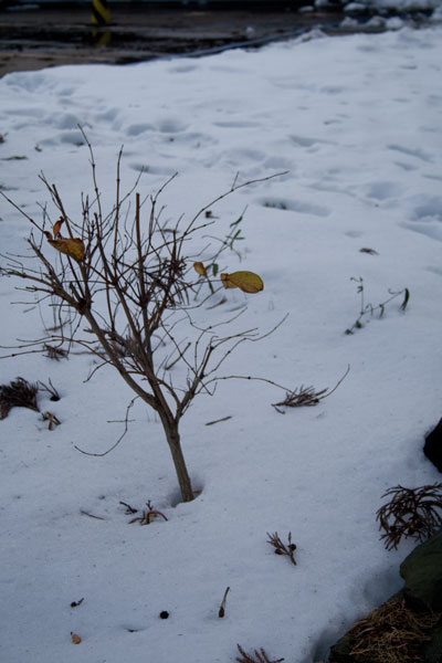 雪の中の枯れ葉