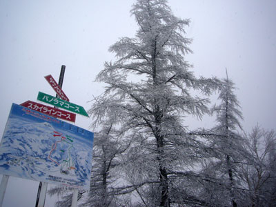 山も良いコンディションの雪