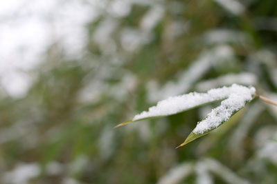 竹に積もった雪