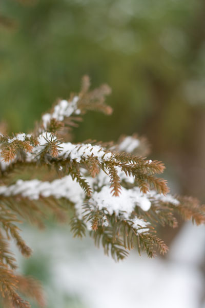 杉に積もった雪