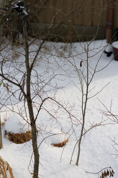 雪が降る