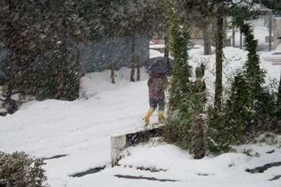 雪が降ってきました