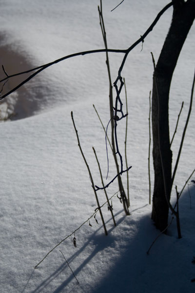 雪の中の生け花？