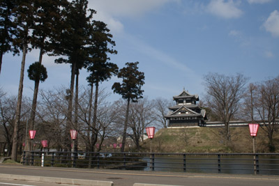 高田公園のさくら