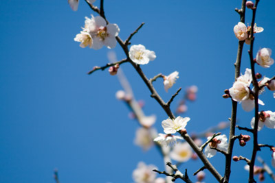 我が家の近くの梅の花