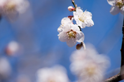 望遠で梅の花