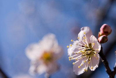 うめの花のおしべ