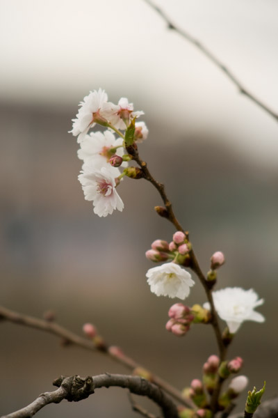 外堀西側の桜