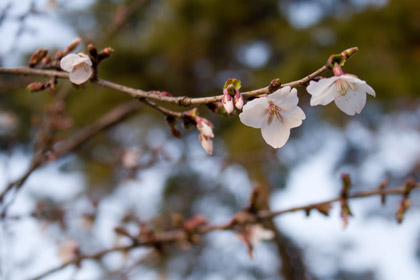 冬桜（フユザクラ）