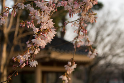 十月桜（ジュウガツザクラ）