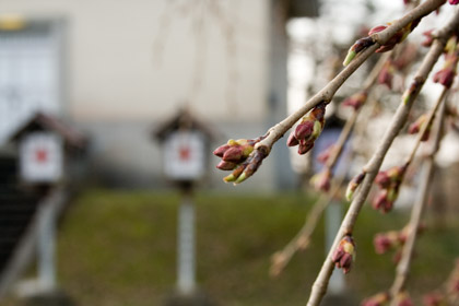 忠霊塔前の枝垂れ桜（シダレザクラ）