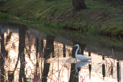 高田公園西堀にいた白鷺（しろさぎ）