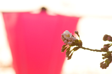 高田公園西側の桜サクラさくら