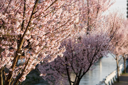 儀明川沿いの小彼岸桜