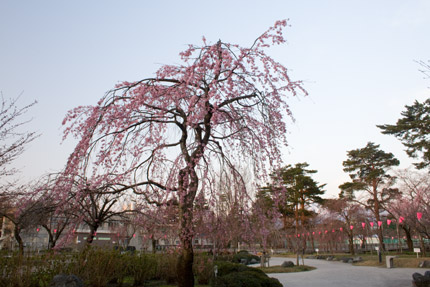 高田公園東側枝垂れ桜