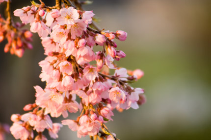 朝日に染まる枝垂れ桜