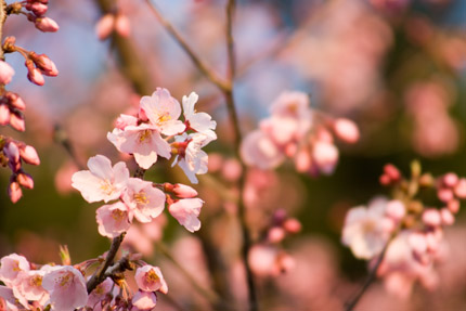 高遠小彼岸桜