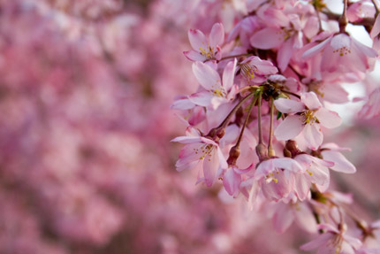 ベニシダレの花びらは、可憐で美しい