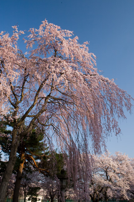 青空に美しく輝く枝垂れ桜