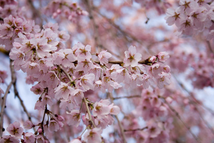 可憐に美しく枝垂れ桜