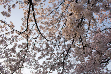 空一杯に咲き誇る桜、さくらロードから