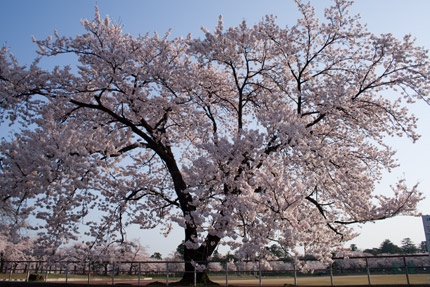 陸上競技場にある大桜