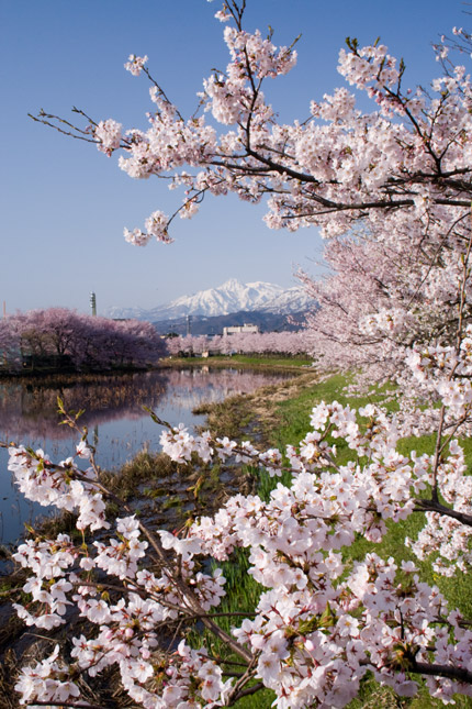 妙高山を望む桜たち