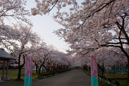 高田公園さくらロード