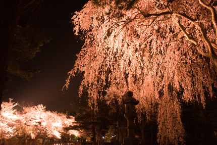 忠霊等前の枝垂れ桜