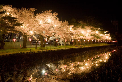 南西のお堀の夜桜