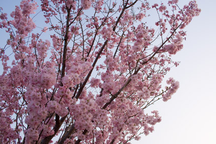 八重紅彼岸桜（ヤエベニヒガンザクラ）