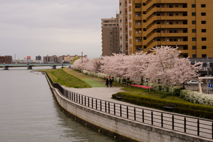 信濃川沿いのソメイヨシノ