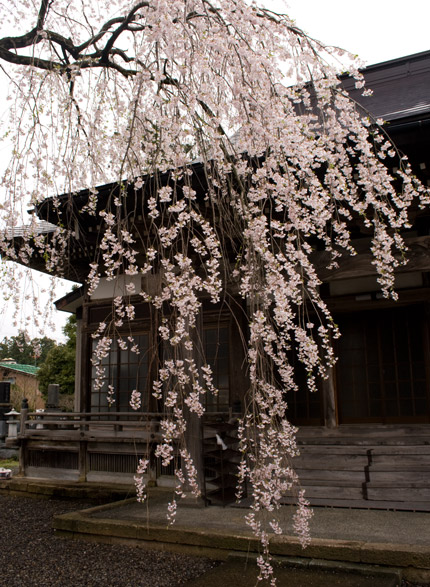 栄恩寺の枝垂れ桜