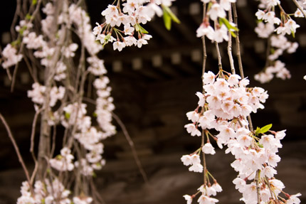 散り始めの枝垂れ桜