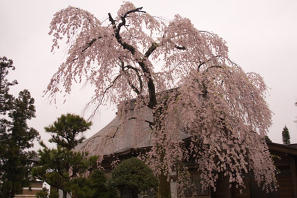 本善寺の枝垂れ桜