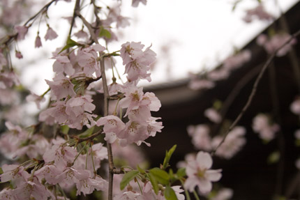 お寺には、枝垂れ桜