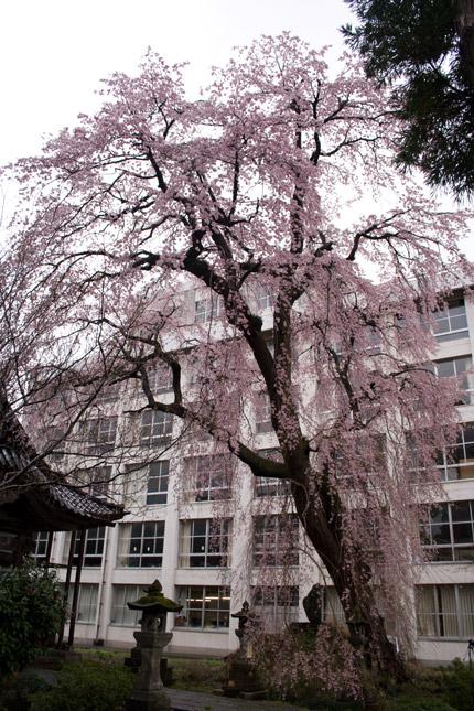 日朝寺の枝垂れ桜