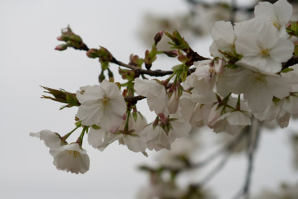 家の方が大島桜と教えてくれました