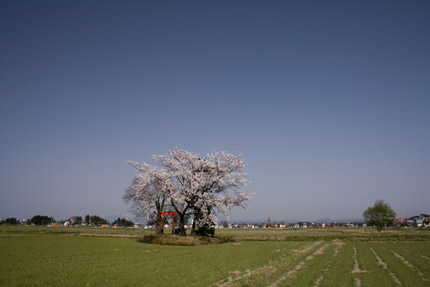 田の中の神社に咲くソメイヨシノ