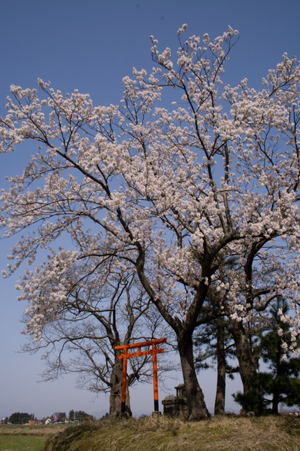 咲き誇っていた染井吉野